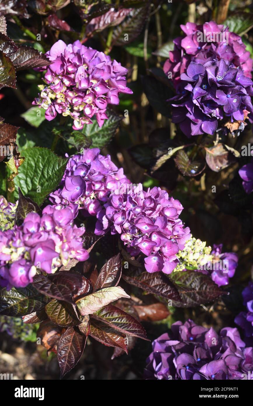 Idrangea Merveille Sanguine. 'Erveille Sanguine' è un arbusto deciduo di medie dimensioni con grandi foglie ovali; bronzo-verde in primavera, pu scuro spazzolato Foto Stock