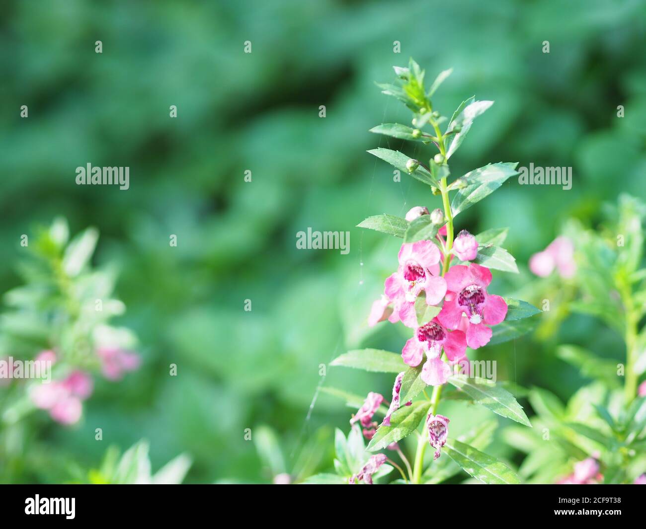 Non dimenticate che Angelonia goyazensis Benth, Digiitalis solicariifolia nome porpora fiore è un solo fiore, ma che si stacca insieme secondo il Foto Stock