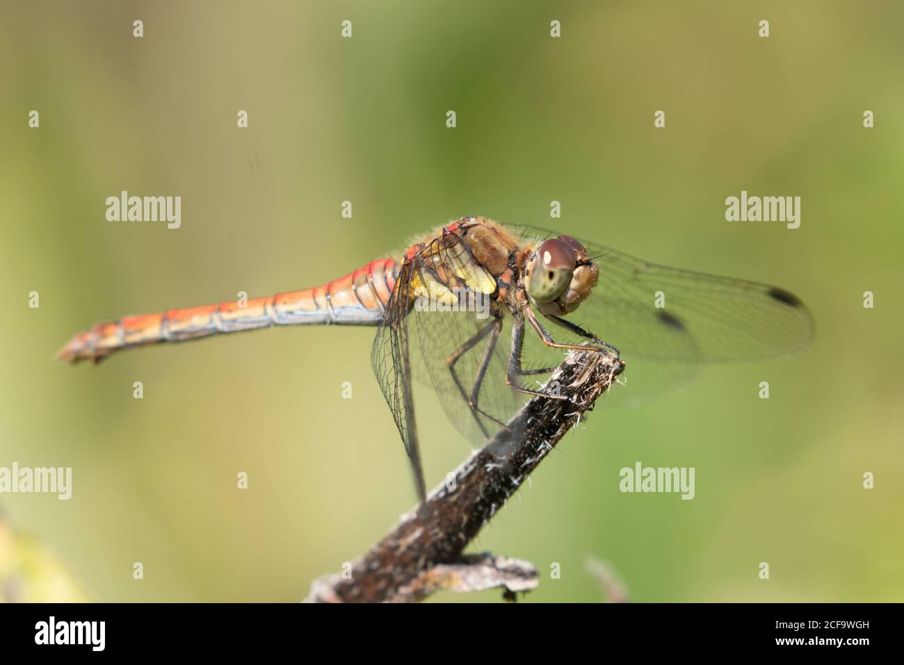 Dragonfly di darter comune maschile che riposa su uno stelo di pianta alla Riserva Naturale di High batts, North Yorkshire Foto Stock