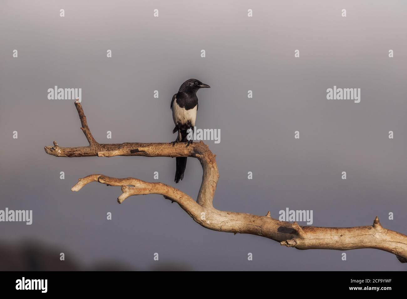 Uccello nero selvaggio arroccato sull'albero Foto Stock