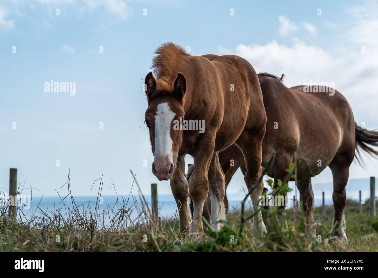 Mandria di cavalli che pascolano sul prato in giornata di sole Foto Stock