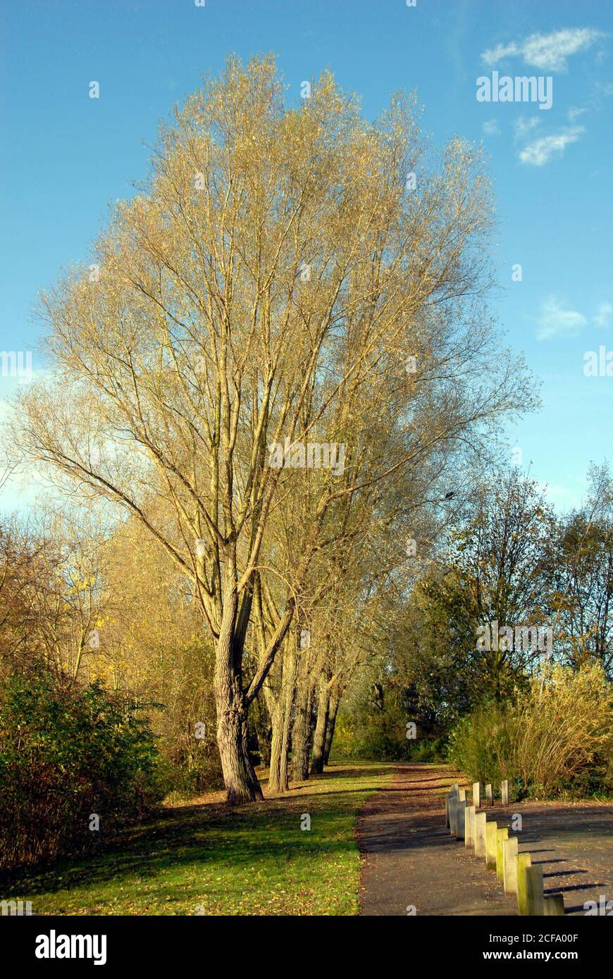 Attraente viale di alberi accanto al sentiero in autunno, Nene Park, Orton Mere, Cambridgeshire, Inghilterra Foto Stock