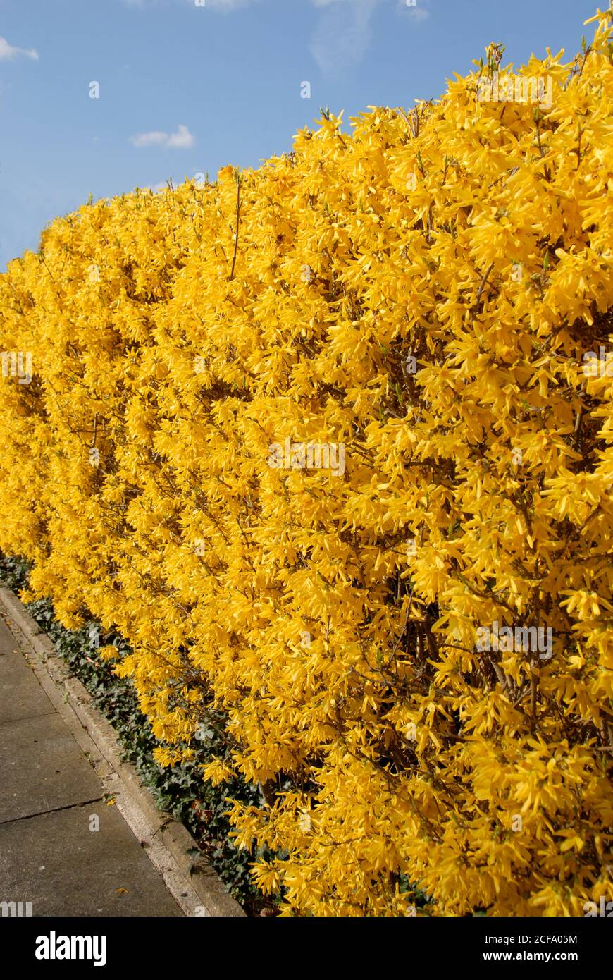 Magnifica siepe Forsythia che cresce in giardino a bordo strada, Kent, Inghilterra Foto Stock