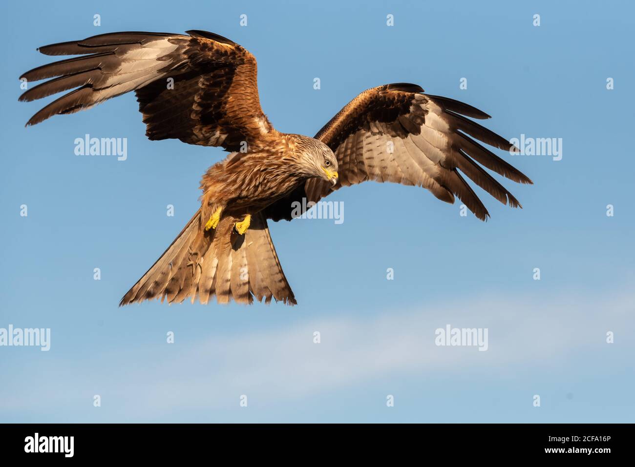 Da sotto falco selvatico che vola in cielo blu e caccia nella giornata di sole in natura Foto Stock