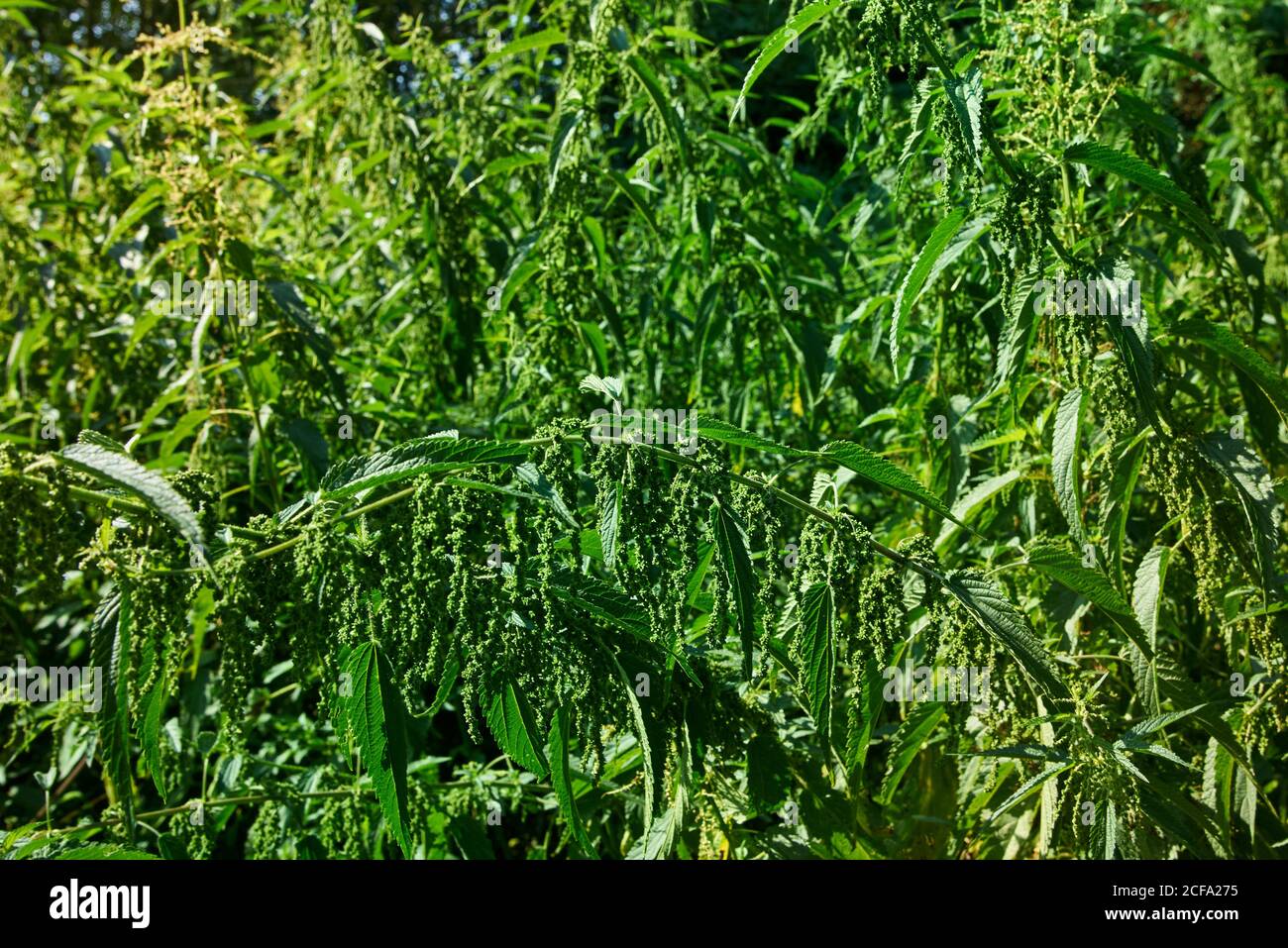 Enormi cespugli di nettle verdi sopramature con semi Foto Stock