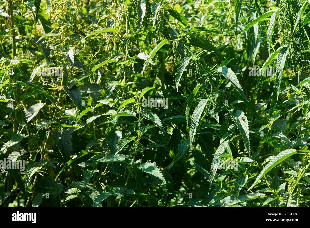 Enormi cespugli di nettle verdi sopramature con semi Foto Stock