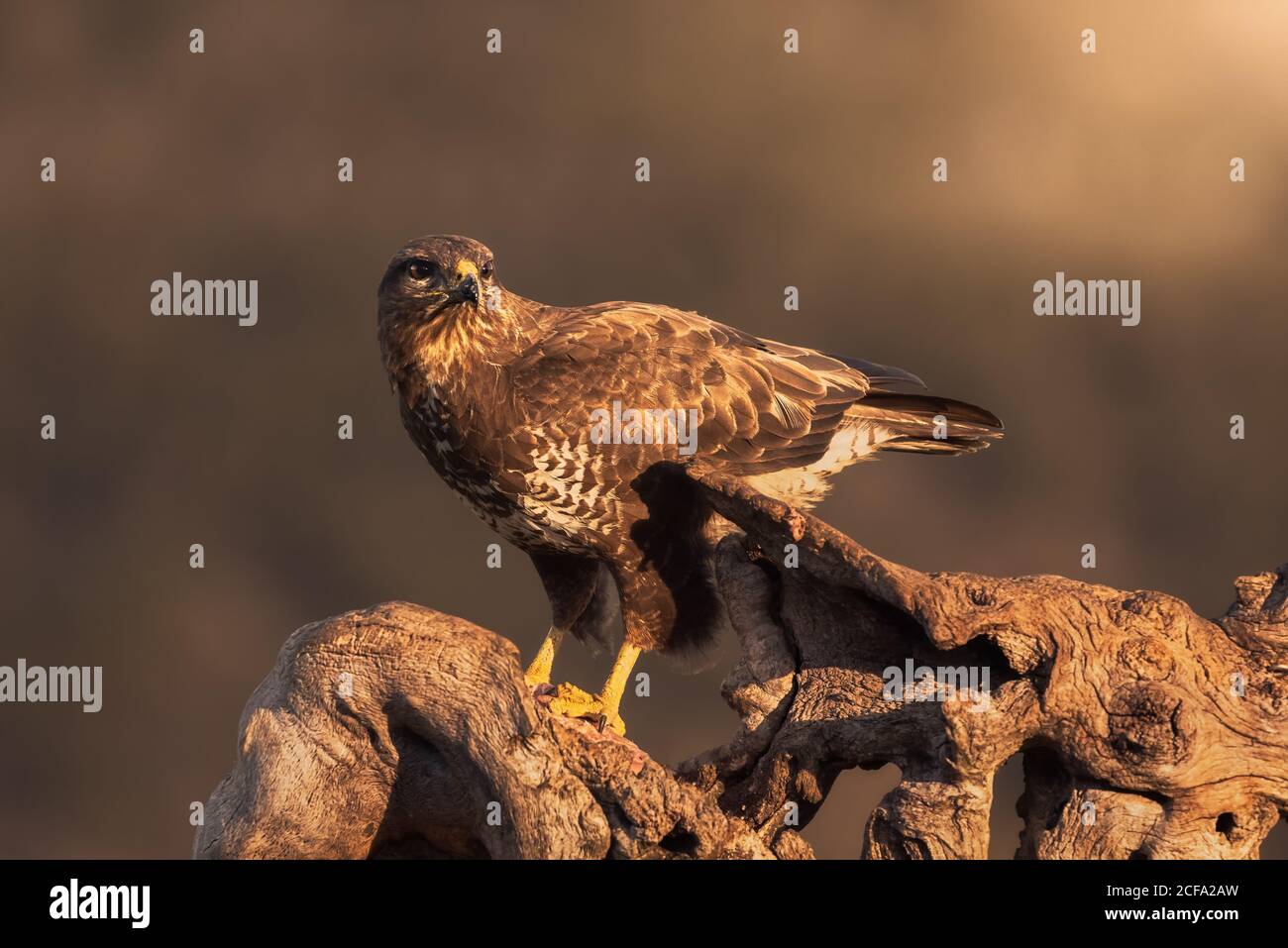Buzzard comune seduta su un putto serpente e in attesa di preda su sfondo sfocato di prateria in natura Foto Stock