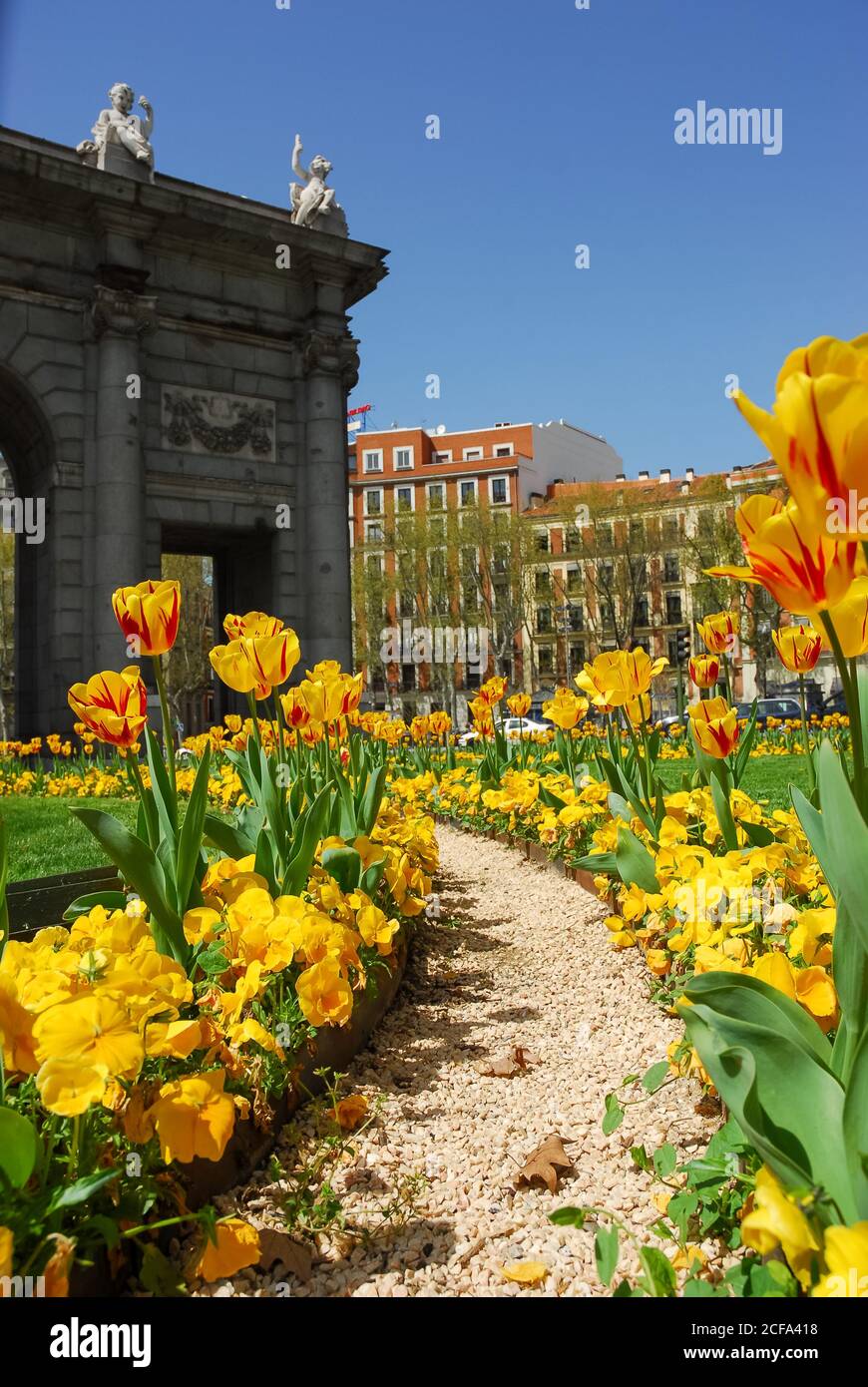 Tulipani in una passeggiata pubblica nella città di Madrid Foto Stock