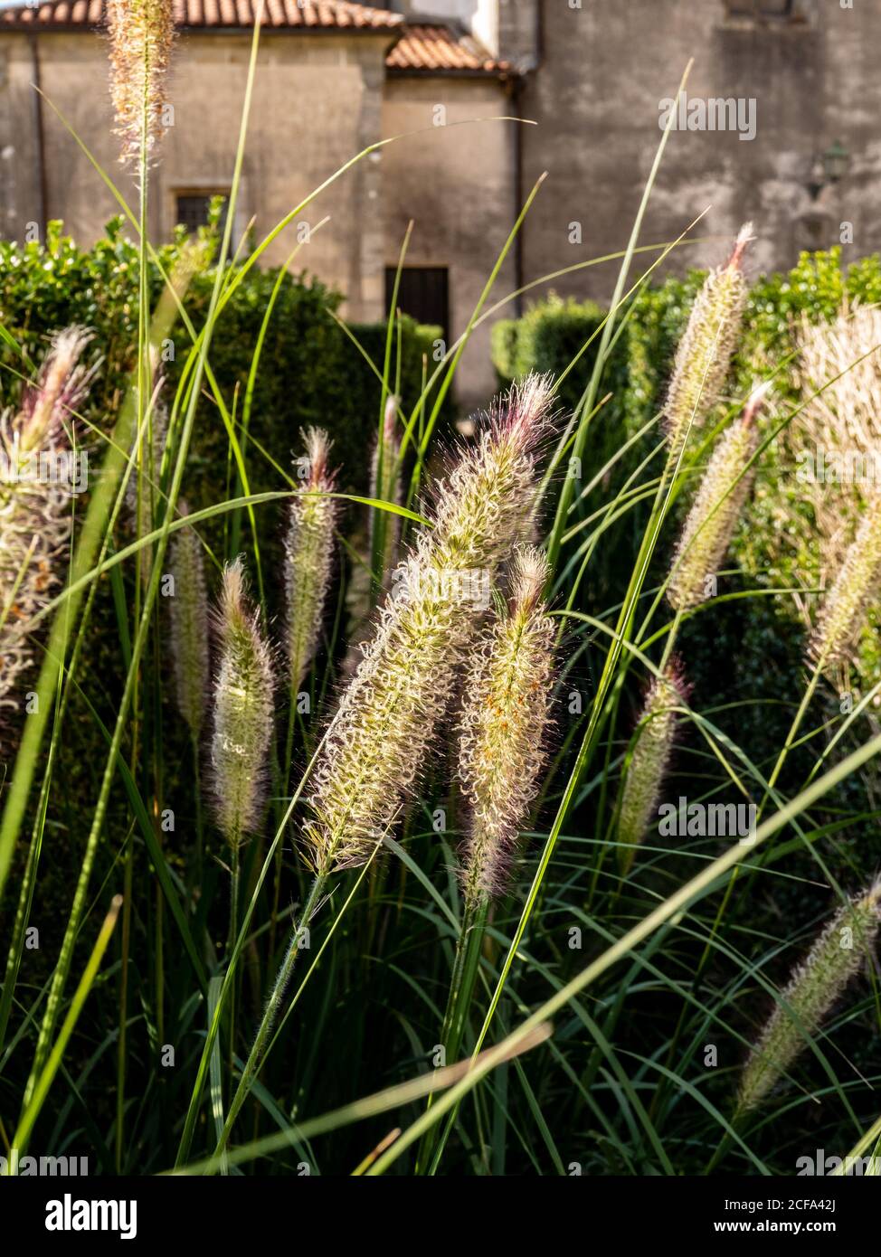 Pennisetum alopecuroides in un giardino di Santiago de Compostela. Foto Stock