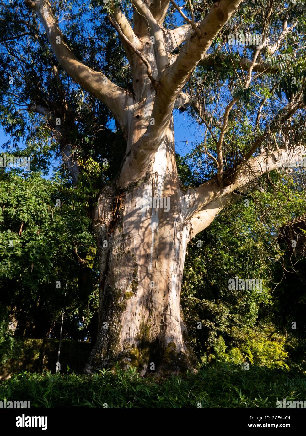 Grande albero di eucalipto nel Parco Alameda´, Santiago de Compostela. Foto Stock
