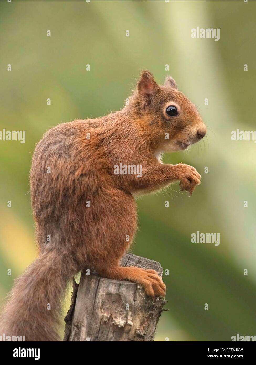 Immagine a livello dell'occhio dello scoiattolo rosso eurasiatico giovanile, Sciurus vulgaris, seduto su un tronco di albero contro sfondo verde sfocato. Foto Stock