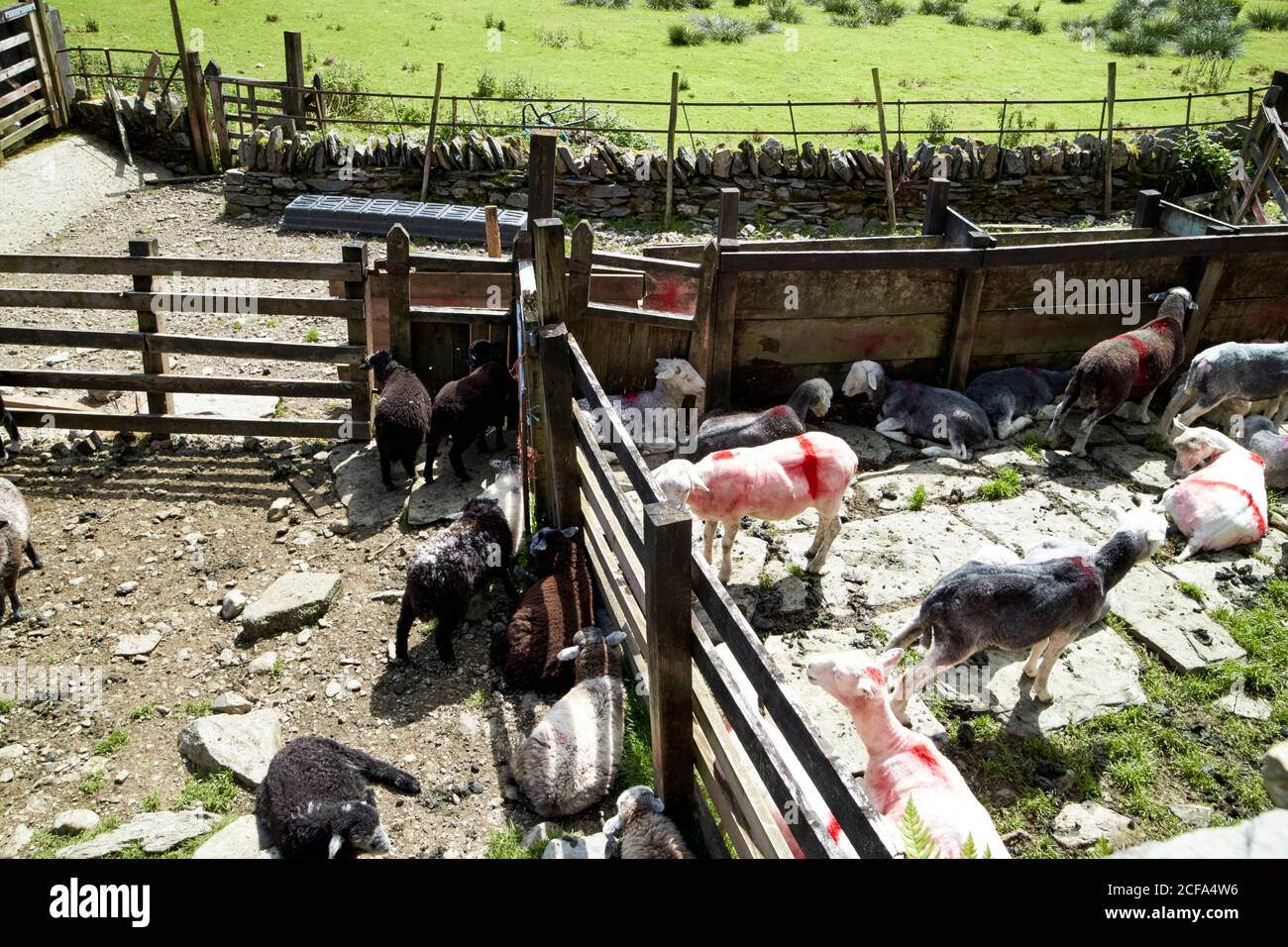 varie razze locali di pecora in penne in fattoria in loughrigg lake district national park cumbria inghilterra regno unito Foto Stock
