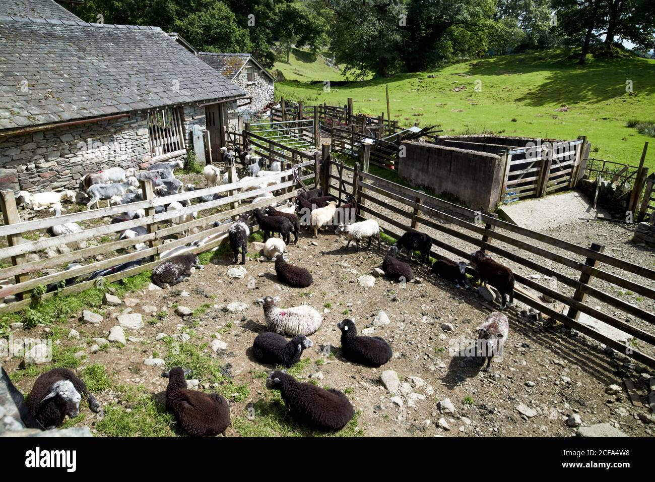 varie razze locali di pecora in penne in fattoria in loughrigg lake district national park cumbria inghilterra regno unito Foto Stock