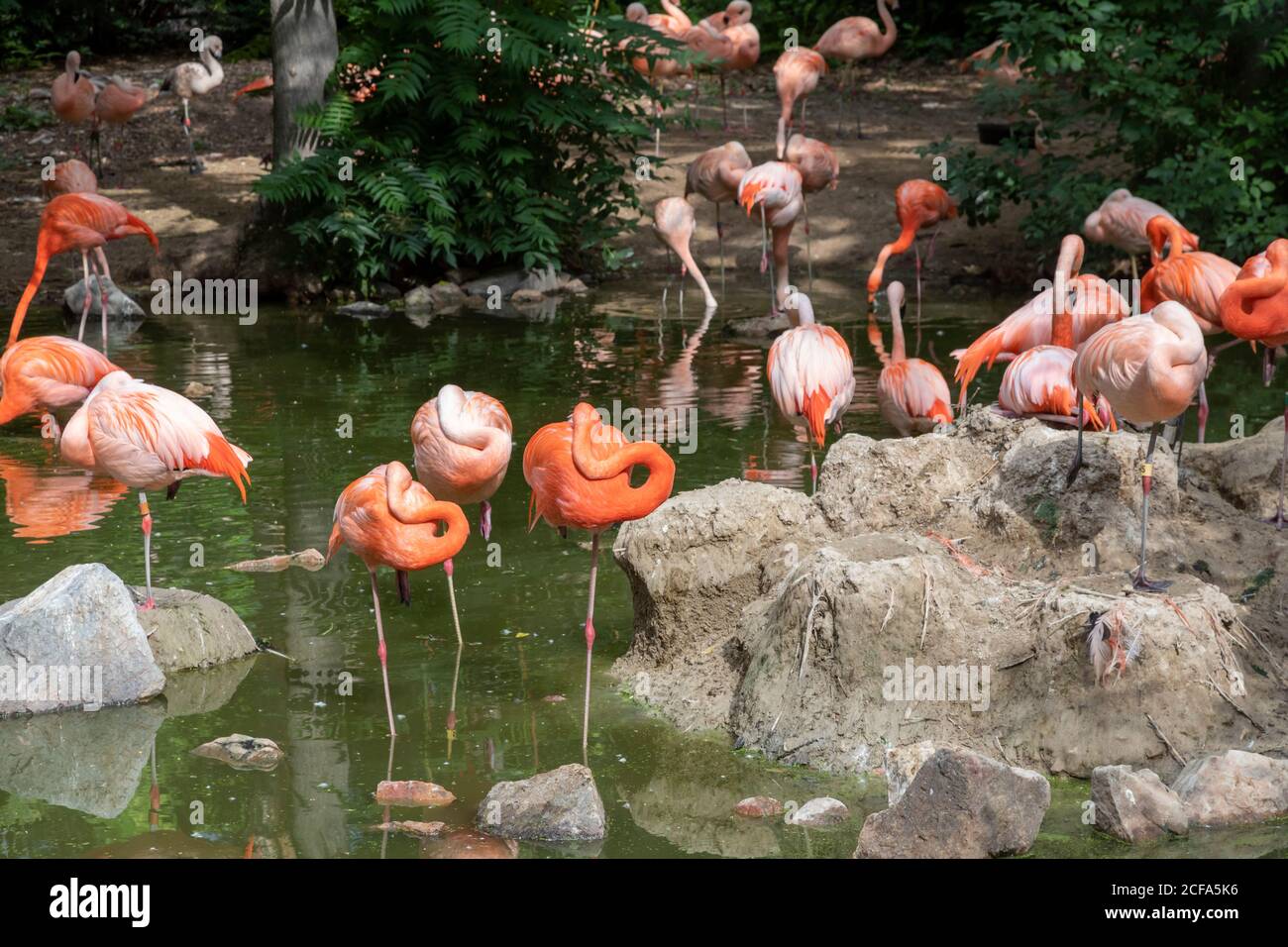 Denver, Colorado - fenicotteri americani (fenicotteri ruber) allo Zoo di Denver. Foto Stock