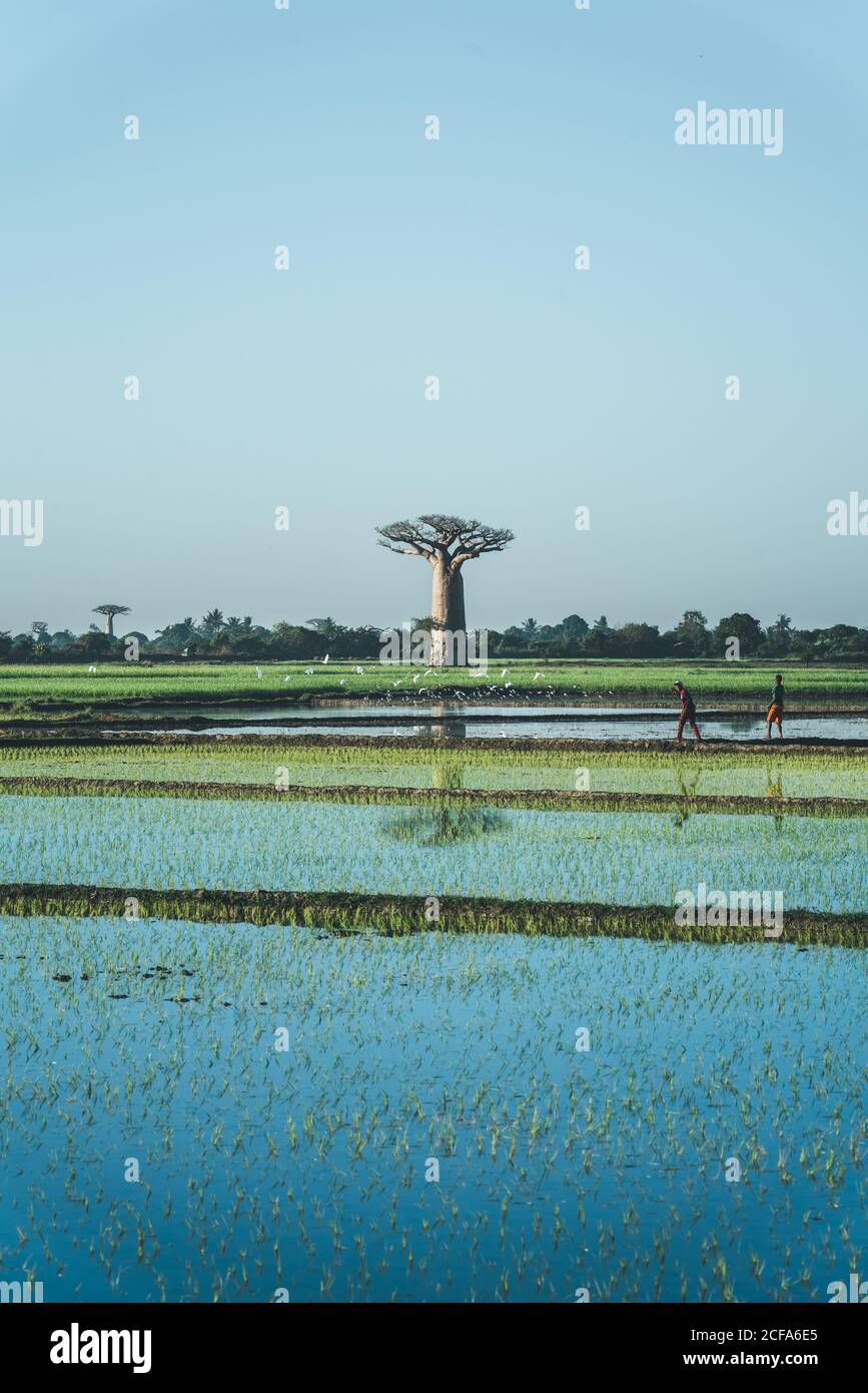 Madagascar - 6 LUGLIO 2019: Campi di riso pieni d'acqua con piante verdi luminose in crescita e baobab remoto Foto Stock