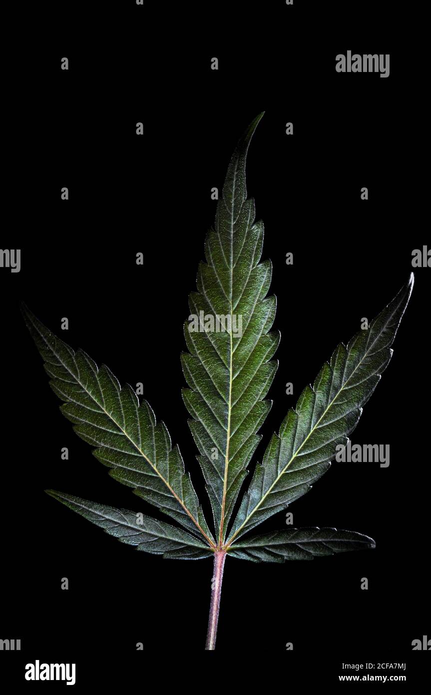 Primo piano di una pianta di Marijuana che mostra foglie e germogli. Fotografia scattata in uno studio con una bella illuminazione su un fondo nero. Foto Stock