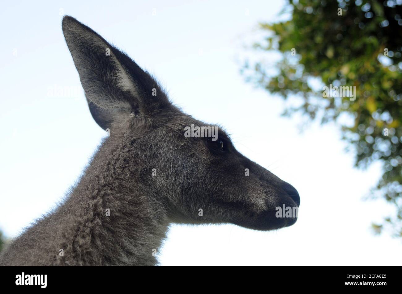 Un Wallaby (non un canguro) nello Zoo Australia, Australia. Lo zoo è stato realizzato dal conservatore Steve Irvin per proteggere la fauna selvatica unica dell'Australia Foto Stock