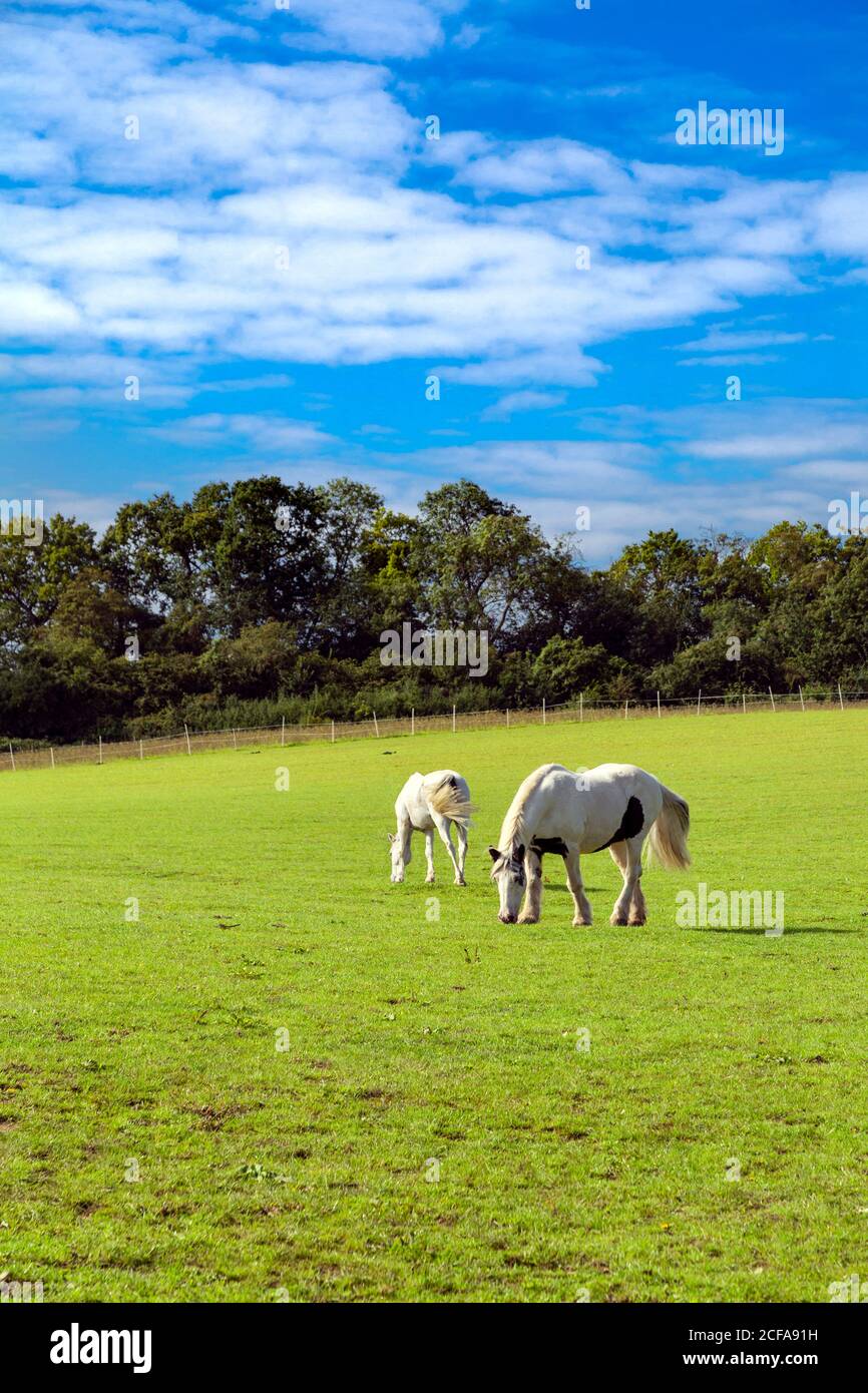 Hourses che si nutrono su un campo di erba tra Baldock e Letchworth lungo la pista ciclabile C12, Hertfordshire, Regno Unito Foto Stock