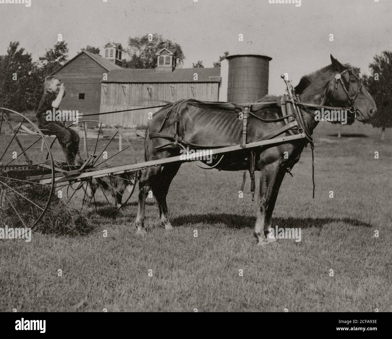 Otto anni di Jack cavallo guida rastrello. Foto Stock