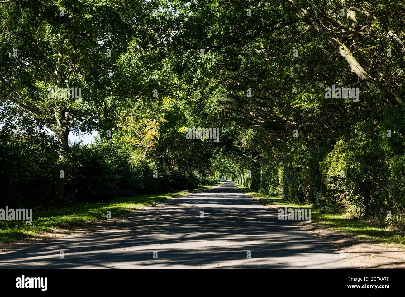 Alberi sovrastanti che fiancheggiano una strada di campagna vuota con luce del sole che brilla attraverso, Lothian orientale, Scozia, Regno Unito Foto Stock