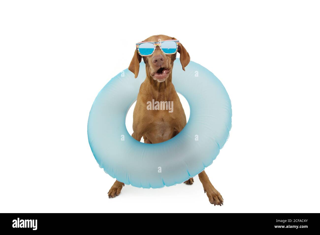 Animale domestico divertente del cane che va sulle vacanze estive con un anello blu gonfiabile. Isolato su sfondo bianco. Foto Stock