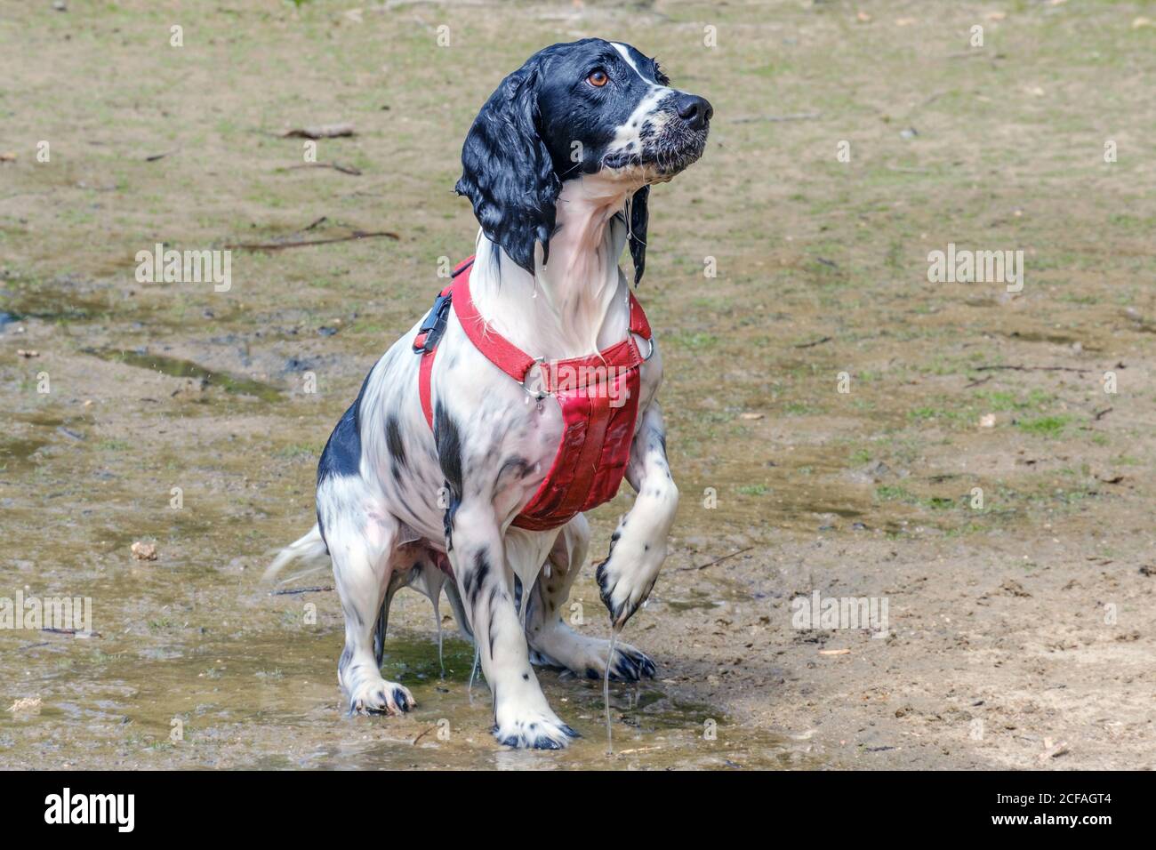 English Springer Spaniel in rosso cane imbracatura sgocciolamento bagnato si siede su sabbia bagnata con testa in su e zampa anteriore sollevata in attesa. Foto Stock