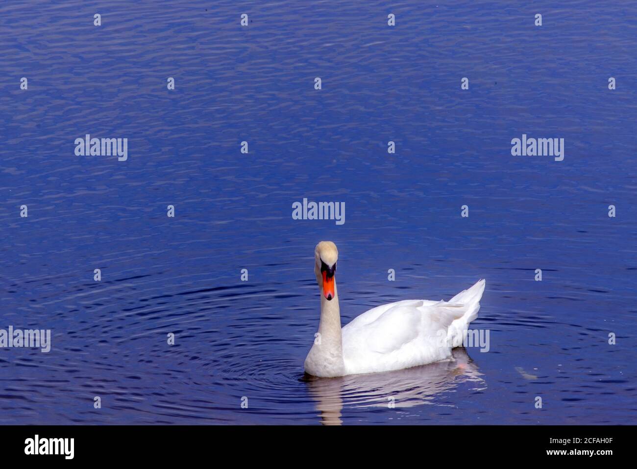 Un cigno muto, nuota nel lago artificiale di Ruislip Lido, un lago artificiale di 60 acri, Ruislip Hillingdon, Londra Nord Ovest, Inghilterra, Regno Unito. Foto Stock
