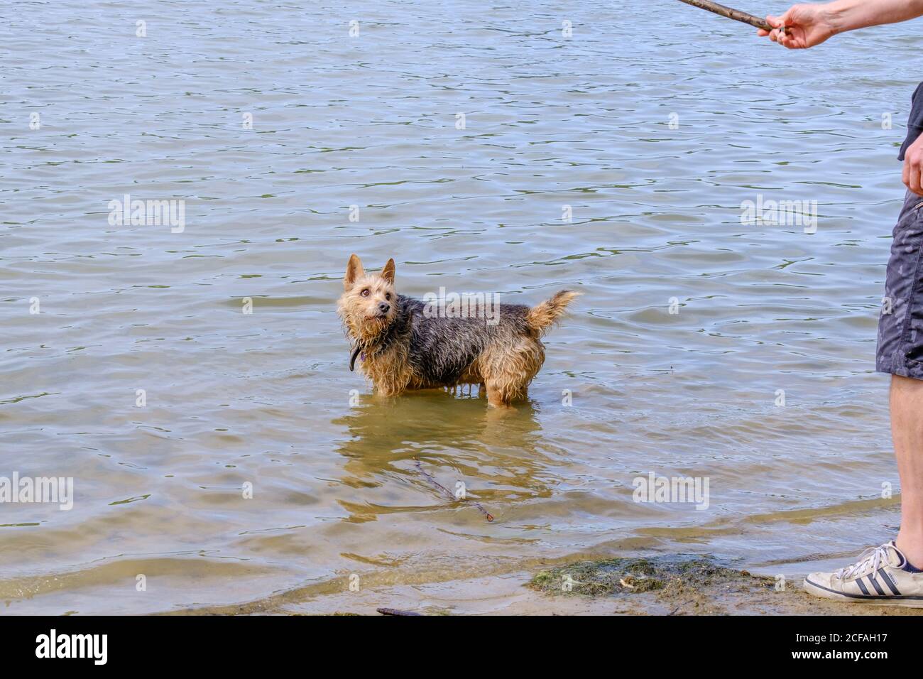 Terrier cane in piedi in acqua, sgocciolando bagnato in attesa del proprietario di gettare un bastone per lui a prendere. Ruislip Lido, Hillingdon, Londra ovest. Foto Stock