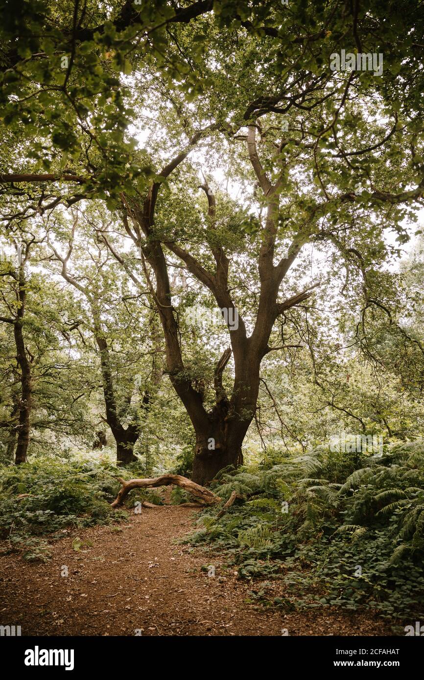 Tronchi di alberi che crescono in boschi di Pucks Glen on giorno di sole Foto Stock