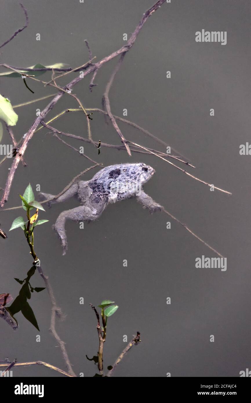 Rana di cricket indiana morta (Rana limnocaris) nello stagno circondato da rifiuti. Morte di organismi acquatici a causa dell'inquinamento idrico nel sud-est asiatico Foto Stock