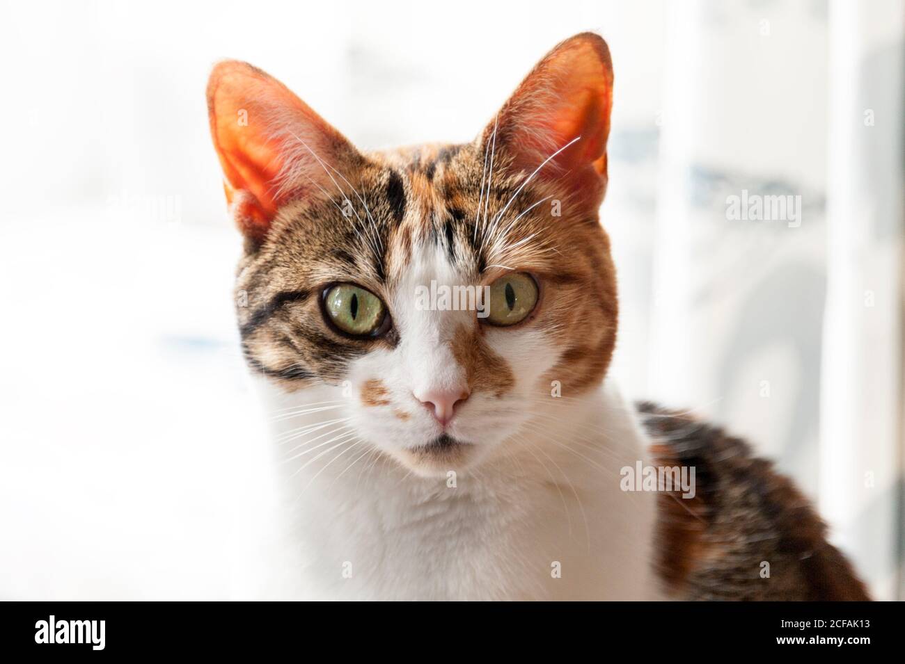 Ritratto di un gatto di tartaruga con occhi e orecchie grandi Foto Stock