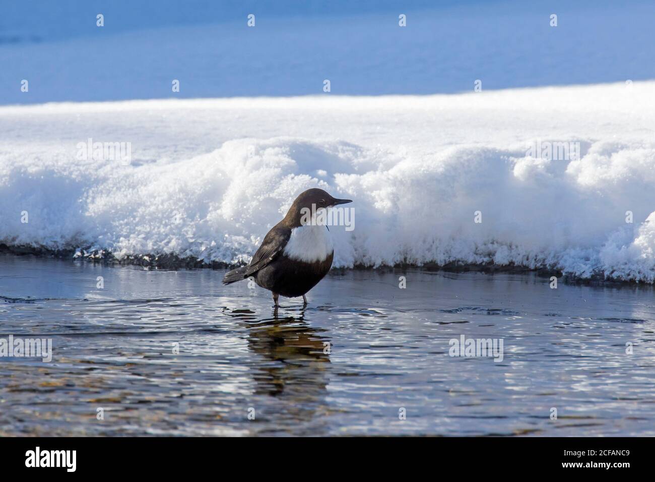 Cucchiaia bianca/cucchiaia europea (inclusi) in piedi su ghiaccio di ruscello parzialmente congelato lungo neve coperta riva del fiume in inverno Foto Stock