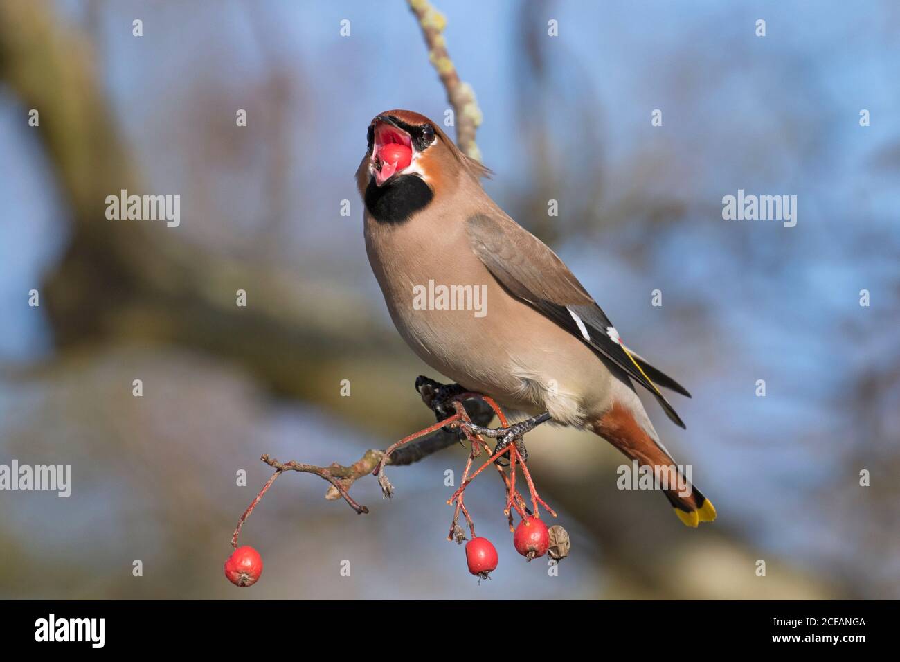 ala bohémien (Bombycilla garrulus) arroccato nell'albero di rowan e mangiare bacche rosse in inverno Foto Stock