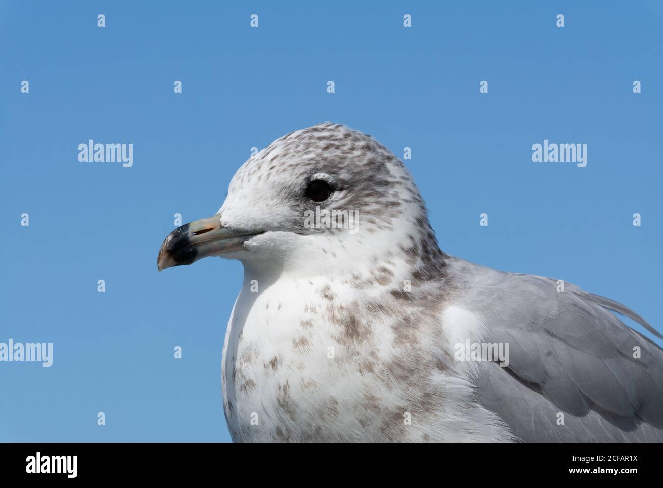 Gull a fatturazione circolare sulla costa del lago Michigan. South Haven, Michigan, Stati Uniti Foto Stock