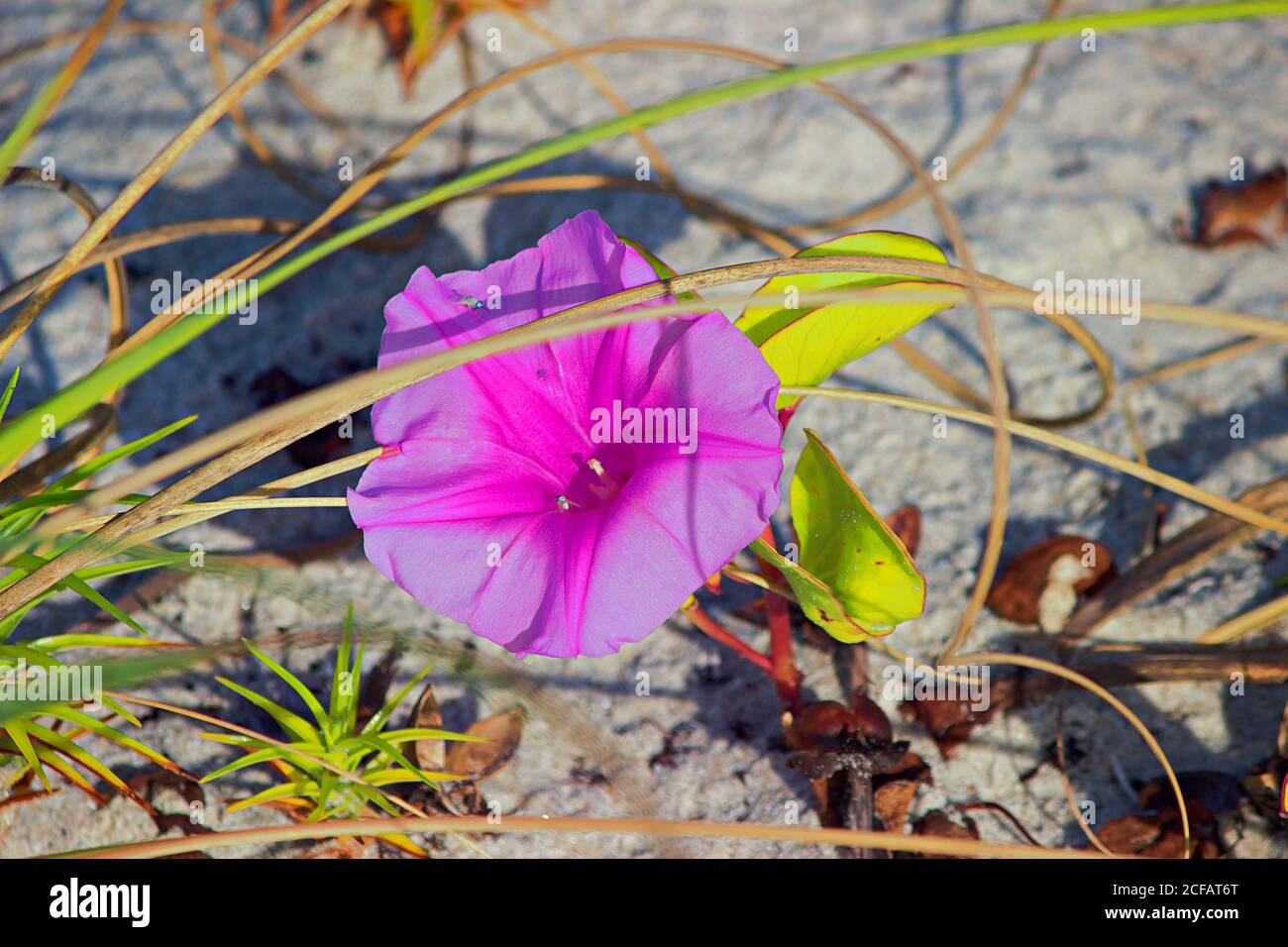Fioritura ferrovia Vine Foto Stock