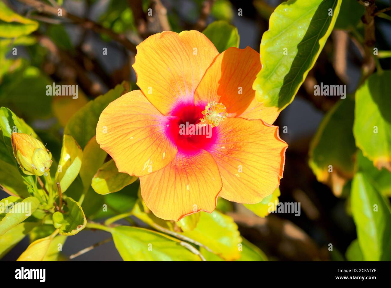 Hibiscus al sole Foto Stock