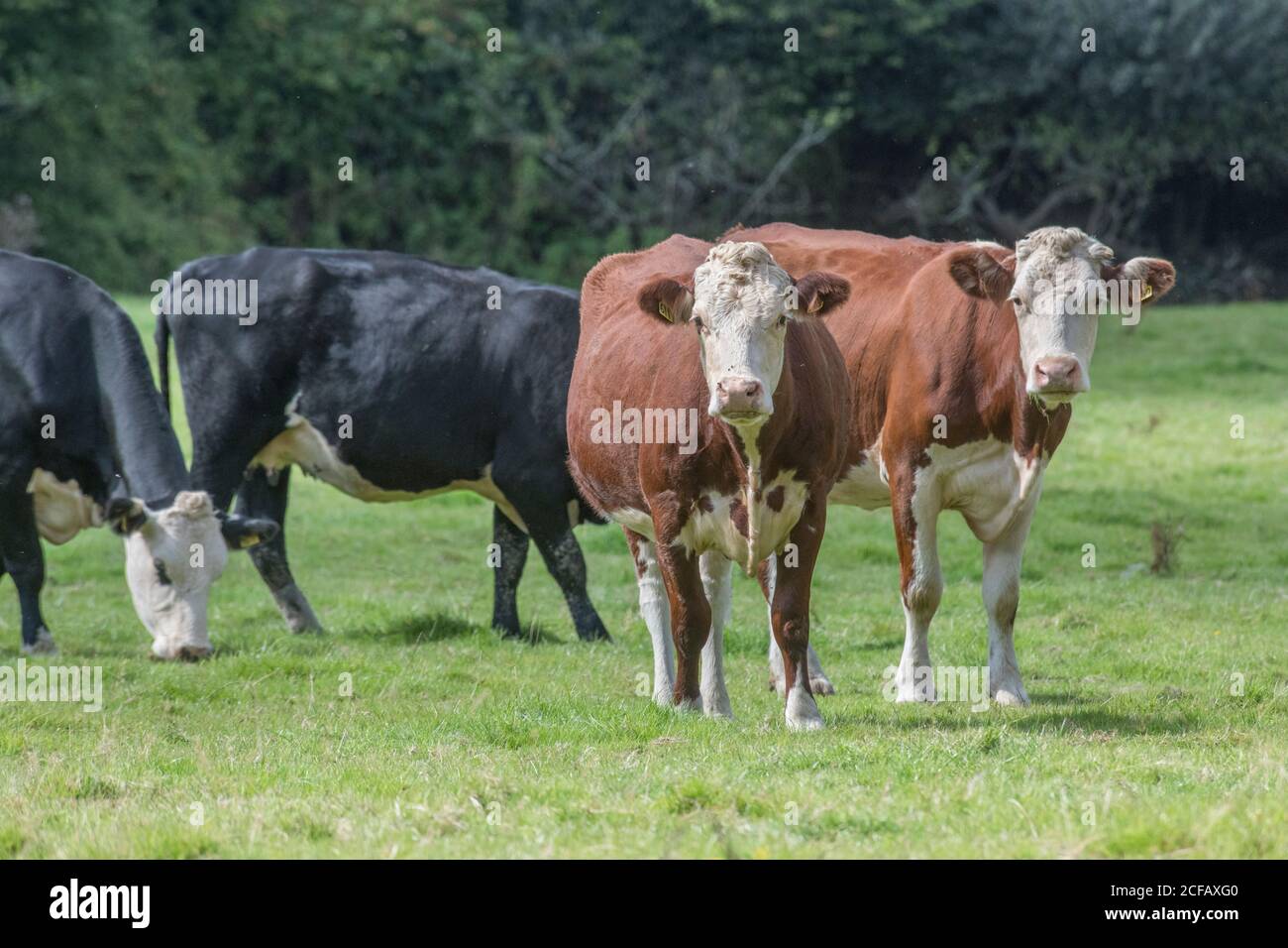 Mucche marroni sul campo guardando la macchina fotografica con curiosità (forse Herefords). Per l'industria zootecnica del Regno Unito. Caseificio, carne bovina britannica, agricoltura del Regno Unito. Foto Stock
