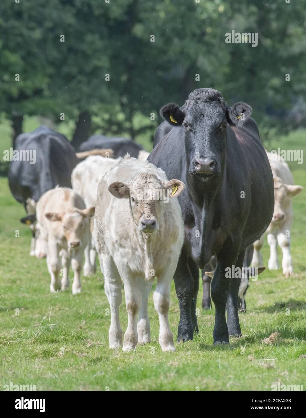 Mucca nera nel campo guardando la macchina fotografica con curiosità. Per l'industria zootecnica del Regno Unito: Caseificio, carne bovina britannica, agricoltura britannica e agricoltura. Foto Stock
