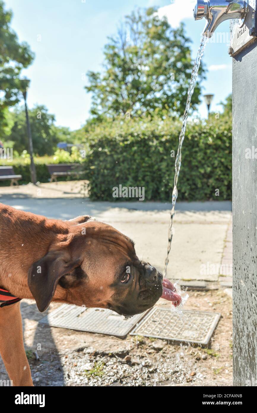 Boxer cane assetato è bere acqua da una fontana Foto Stock