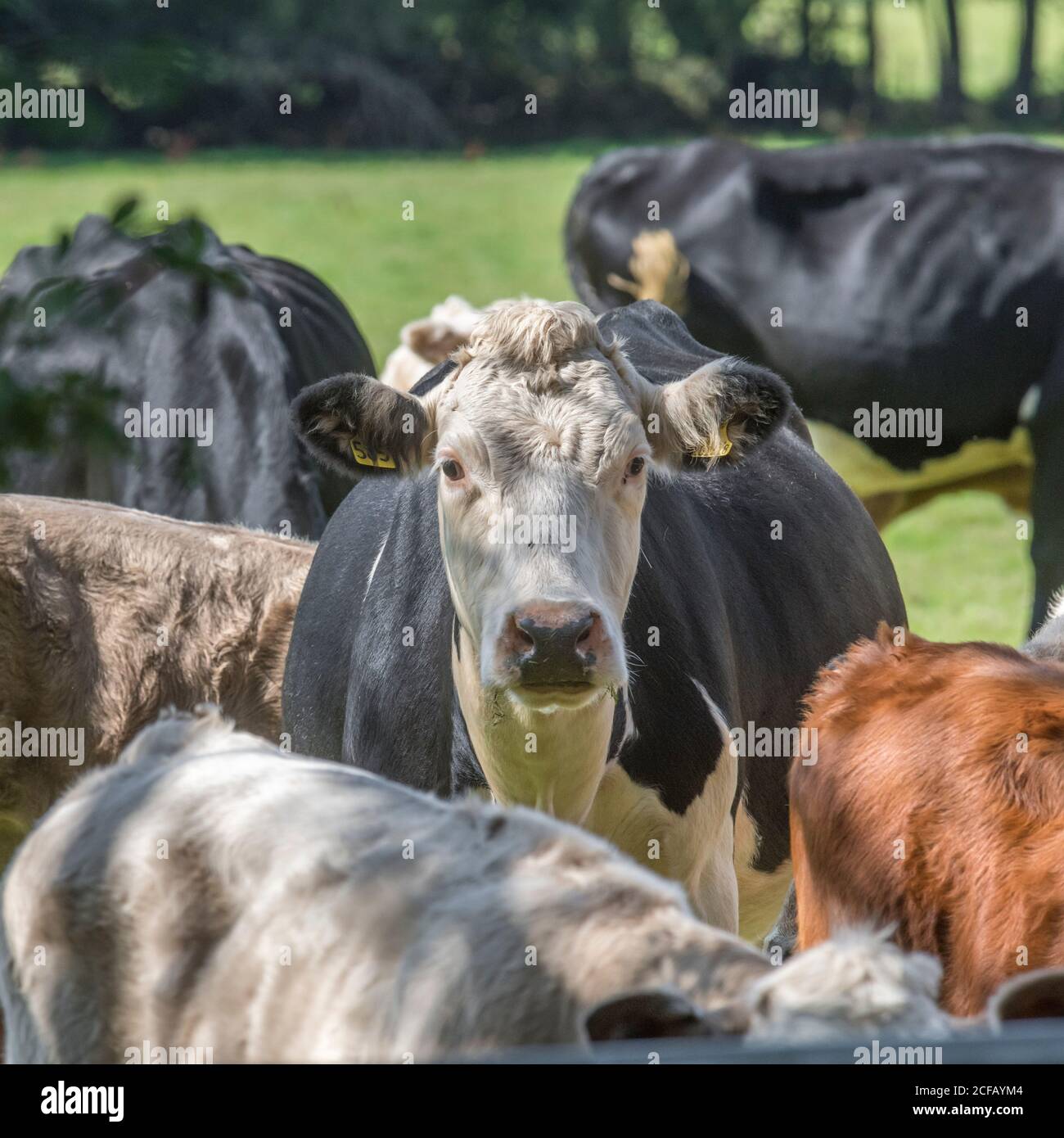 Mucca bianca e nera nel campo guardando la macchina fotografica con curiosità. Per l'industria zootecnica del Regno Unito: Caseificio, carne bovina britannica, agricoltura britannica e agricoltura. Foto Stock