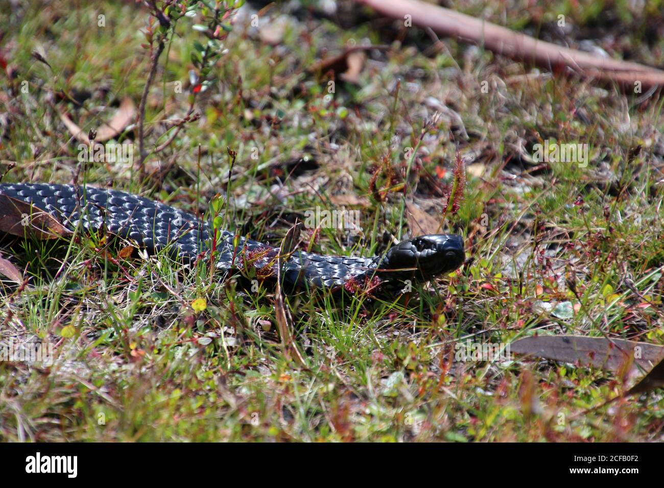 Black Tiger Snake in erba, Tasmania, Australia Foto Stock