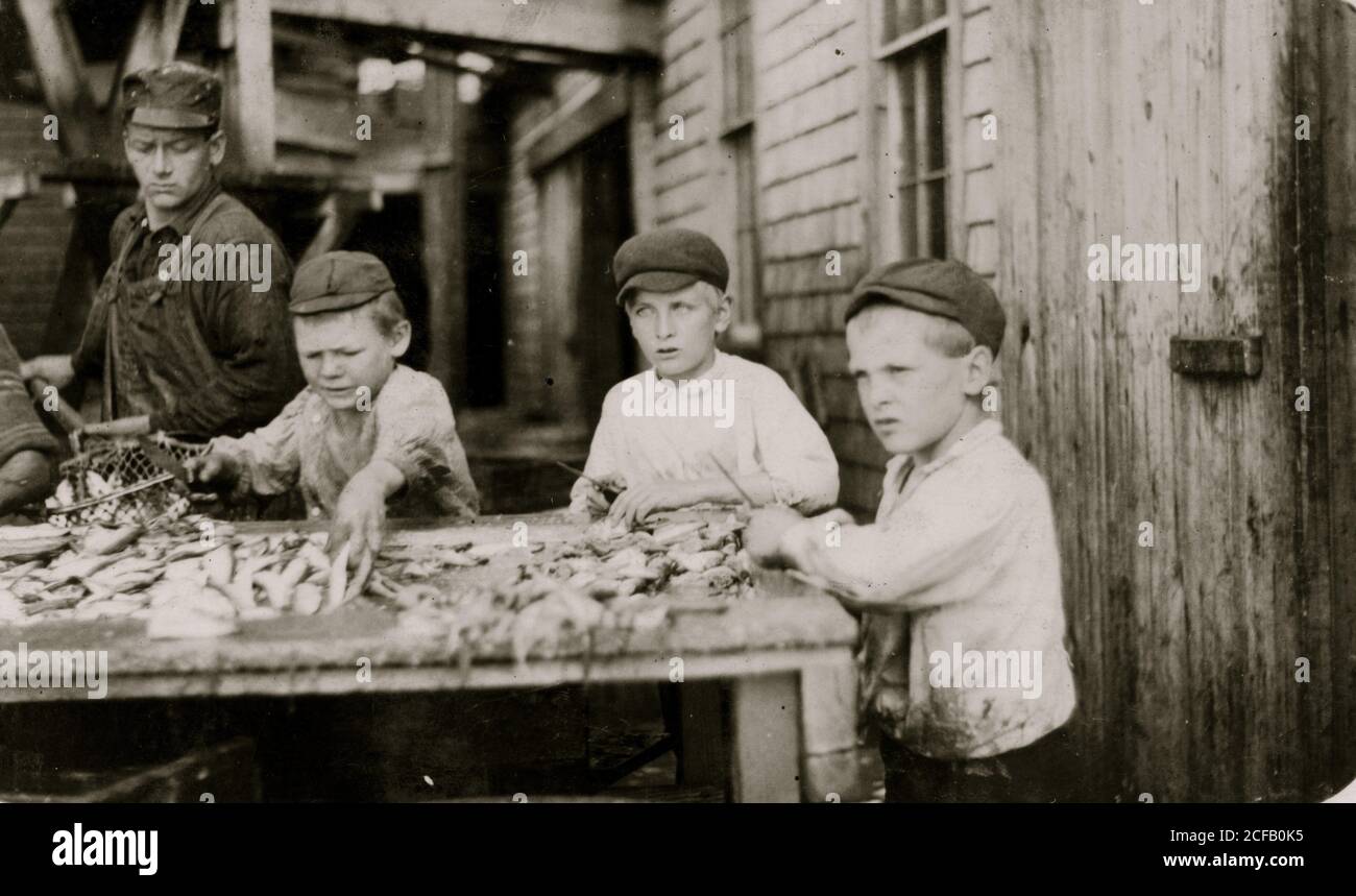 Tre giovani taglierine che lavorano in Seacoast Canning Co. Foto Stock