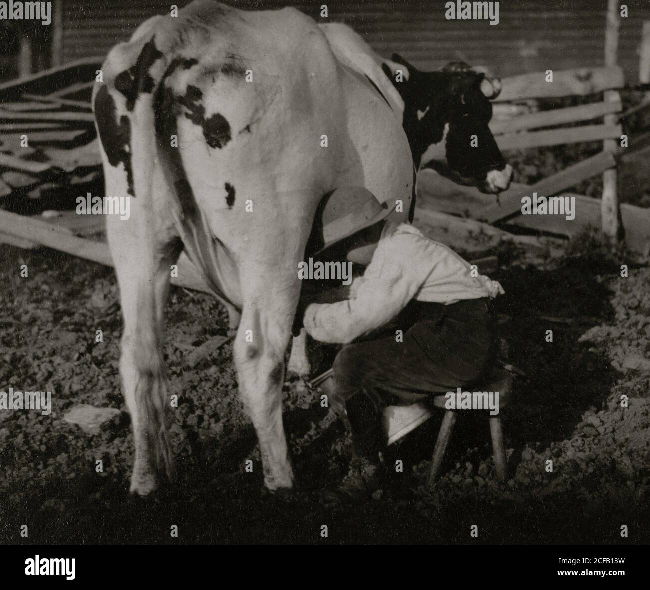 Otto anni di Jack di mungere le mucche Foto Stock