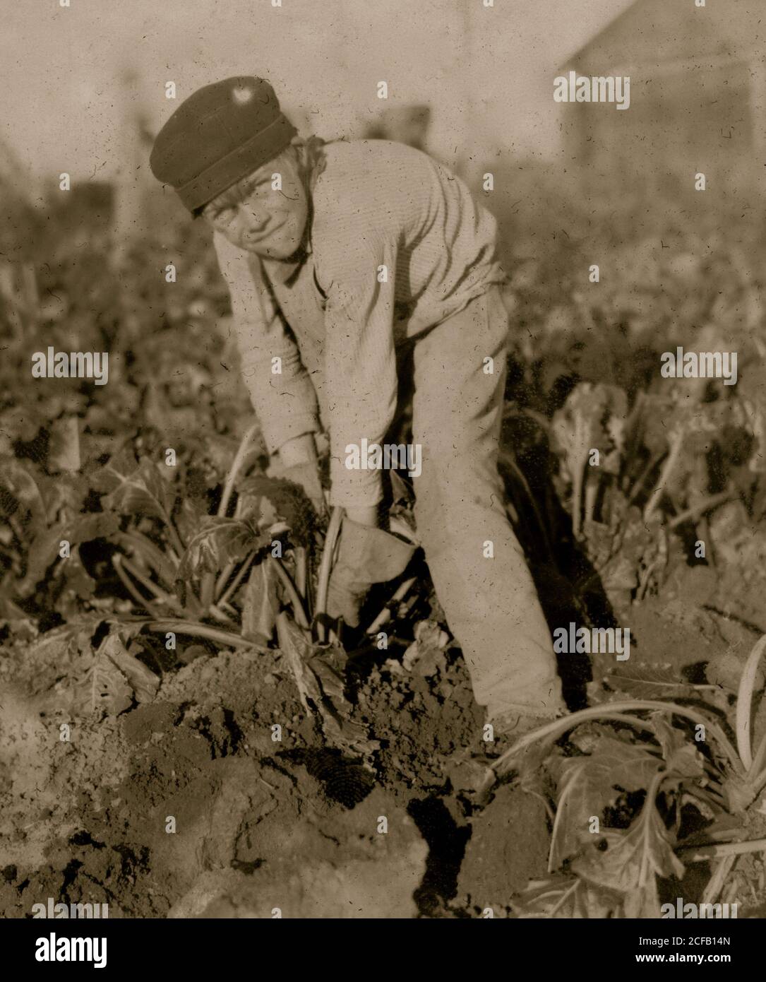 Otto-anno-vecchio ragazzo a strattoni al di barbabietole. Foto Stock
