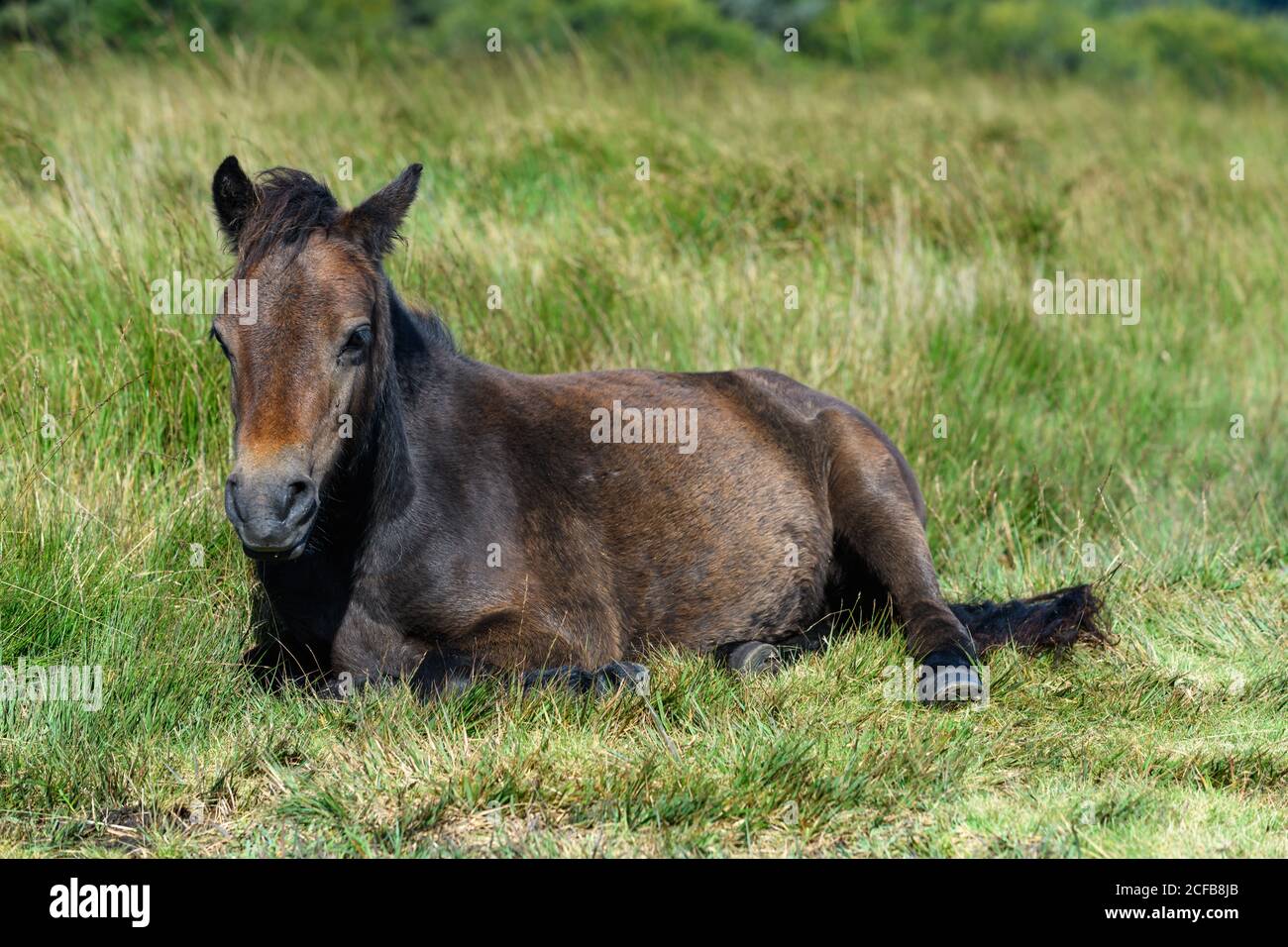 Pony selvaggi sul Parco Nazionale di Dartmoor Foto Stock