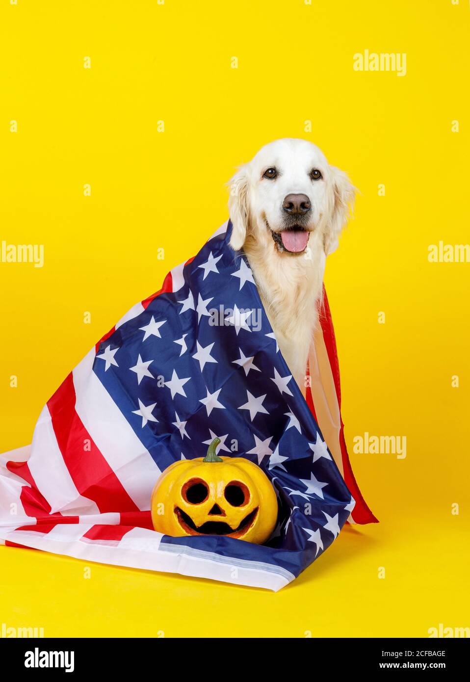 Bandiera americana su soffice cane bianco carino con occhi gentili e la zucca di faccia arancione nelle vicinanze Foto Stock