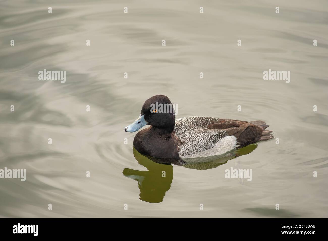 Un'anatra di Scaup minore in uno stagno. Un ambiente sereno. Foto Stock