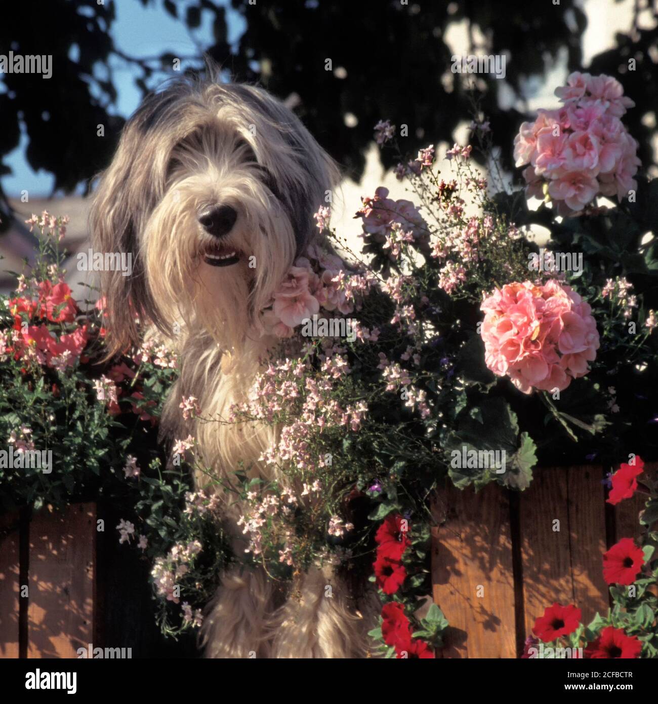 Lungo capelli bearded collie cane sulla parete del giardino e guardando fuori gap in confine recinto pelargonio & petunia fiori dentro Fiore estivo Dunster Somerset UK Foto Stock