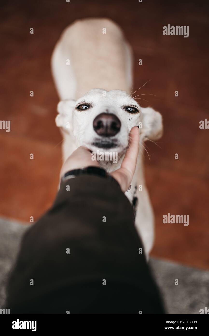 Mano di proprietario anonimo che accarezzano adorabile levriero spagnolo mentre si spende tempo a casa insieme Foto Stock