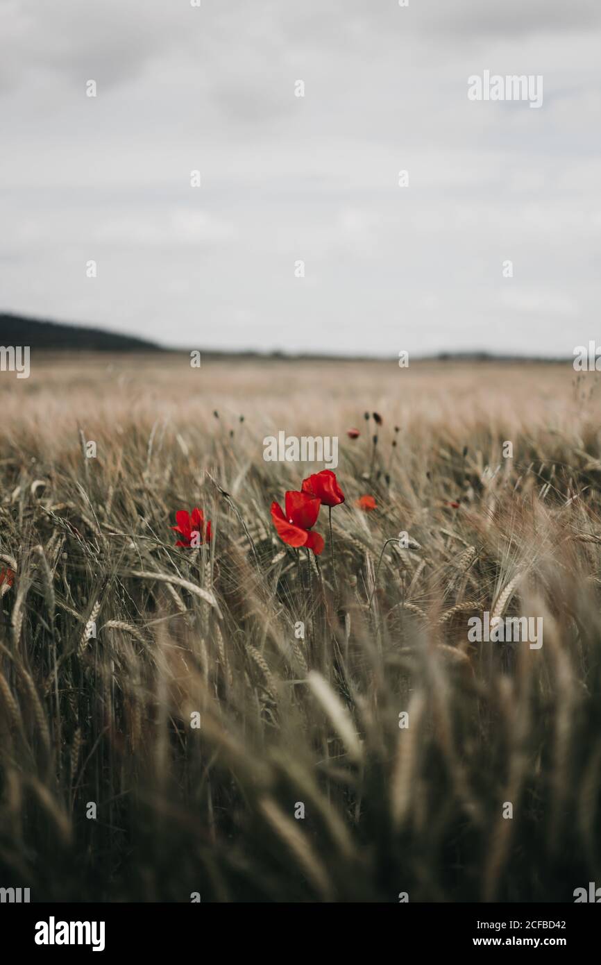 Fiori di papavero luminoso che crescono in mezzo al prato con asciutto erba in giornata nuvolosa in campagna Foto Stock